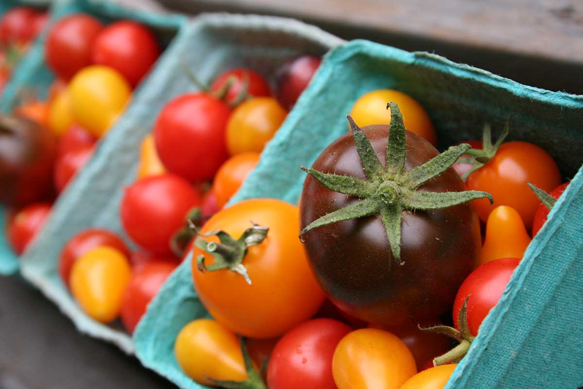 mixed greenhouse heirloom cherry tomatoes