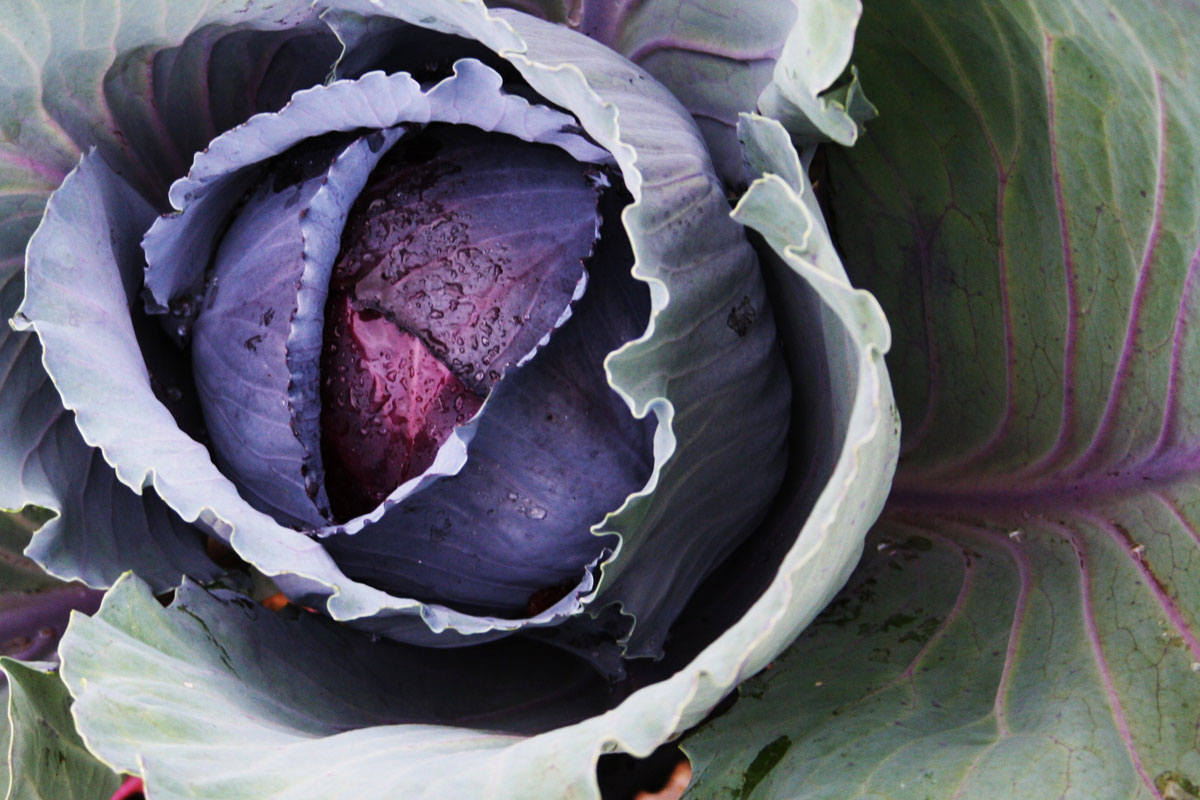 winter-cabbage.jpg