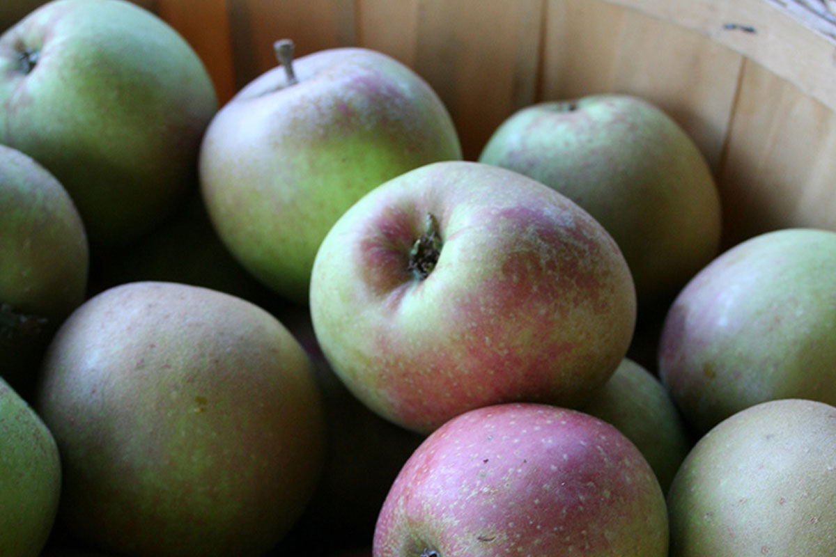 bc-apples.jpg