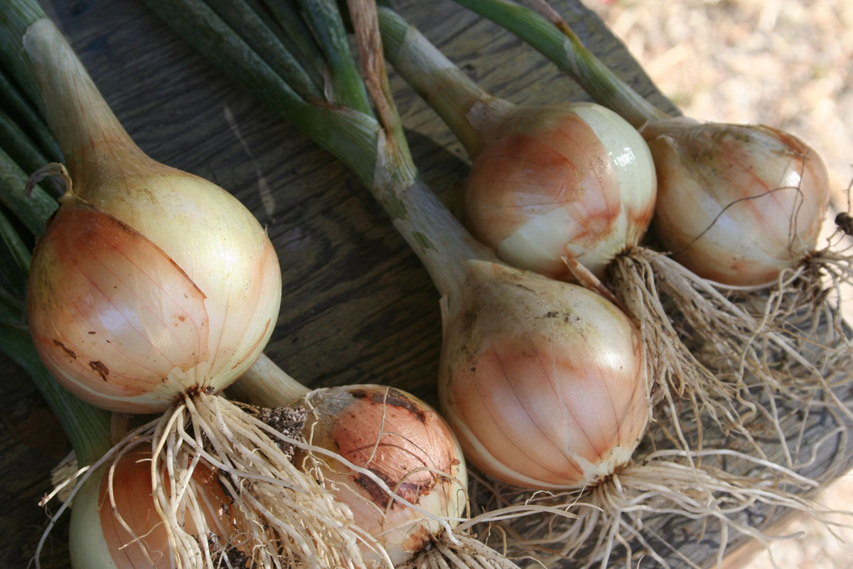 onion.jpg