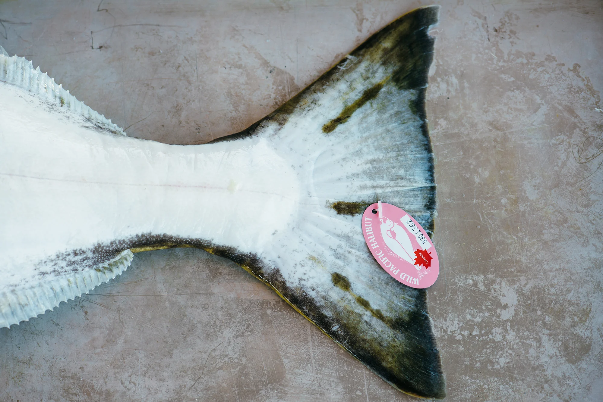 pacific-halibut.jpg