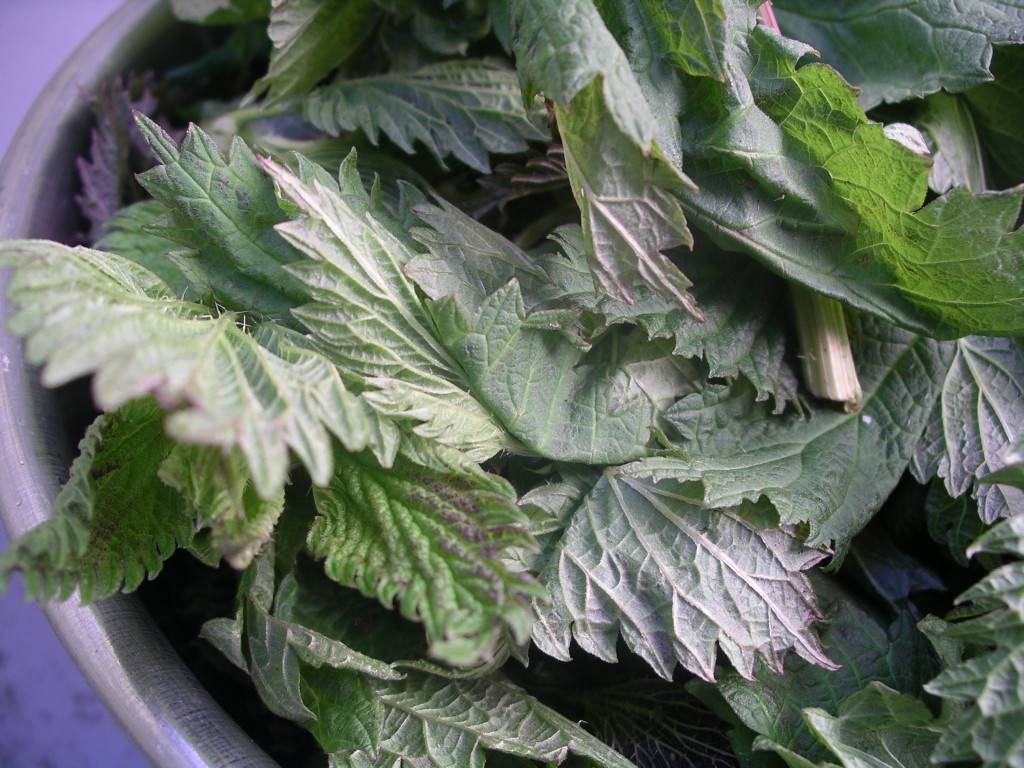 fresh-nettles.jpg
