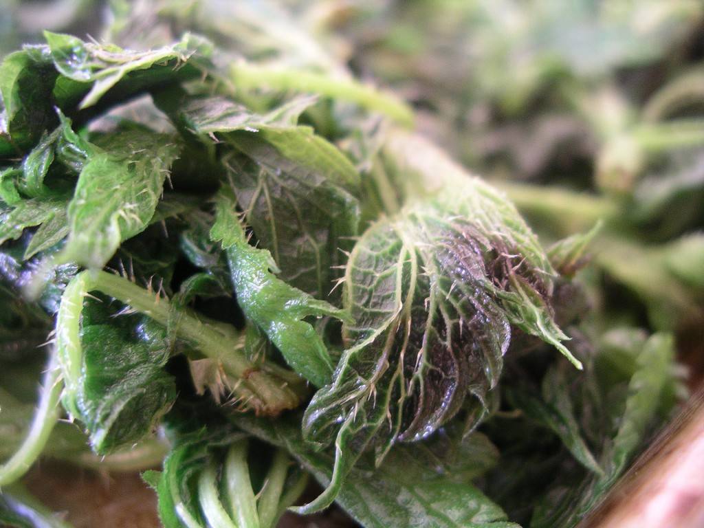 cooked-nettles.jpg