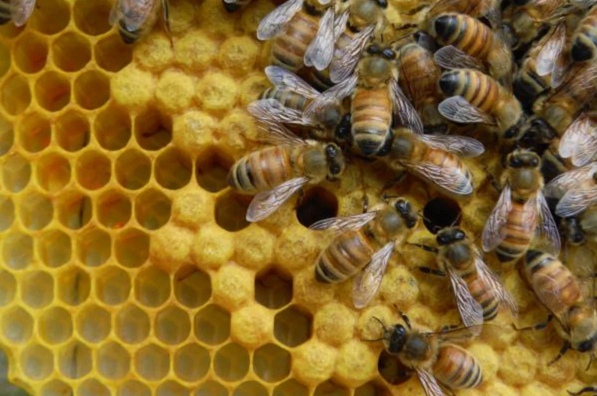 bees.jpg