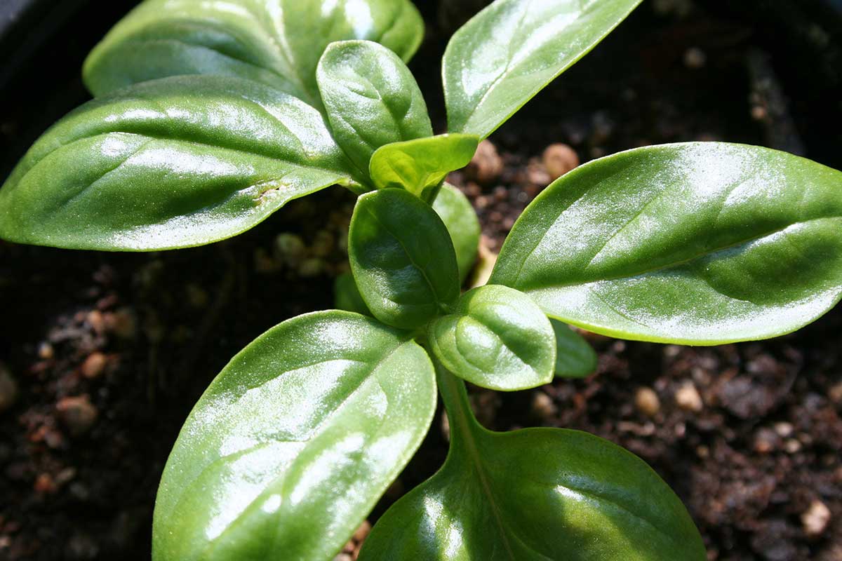 getfresh-basil.jpg