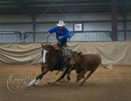 Reined Working Cow Horse Show