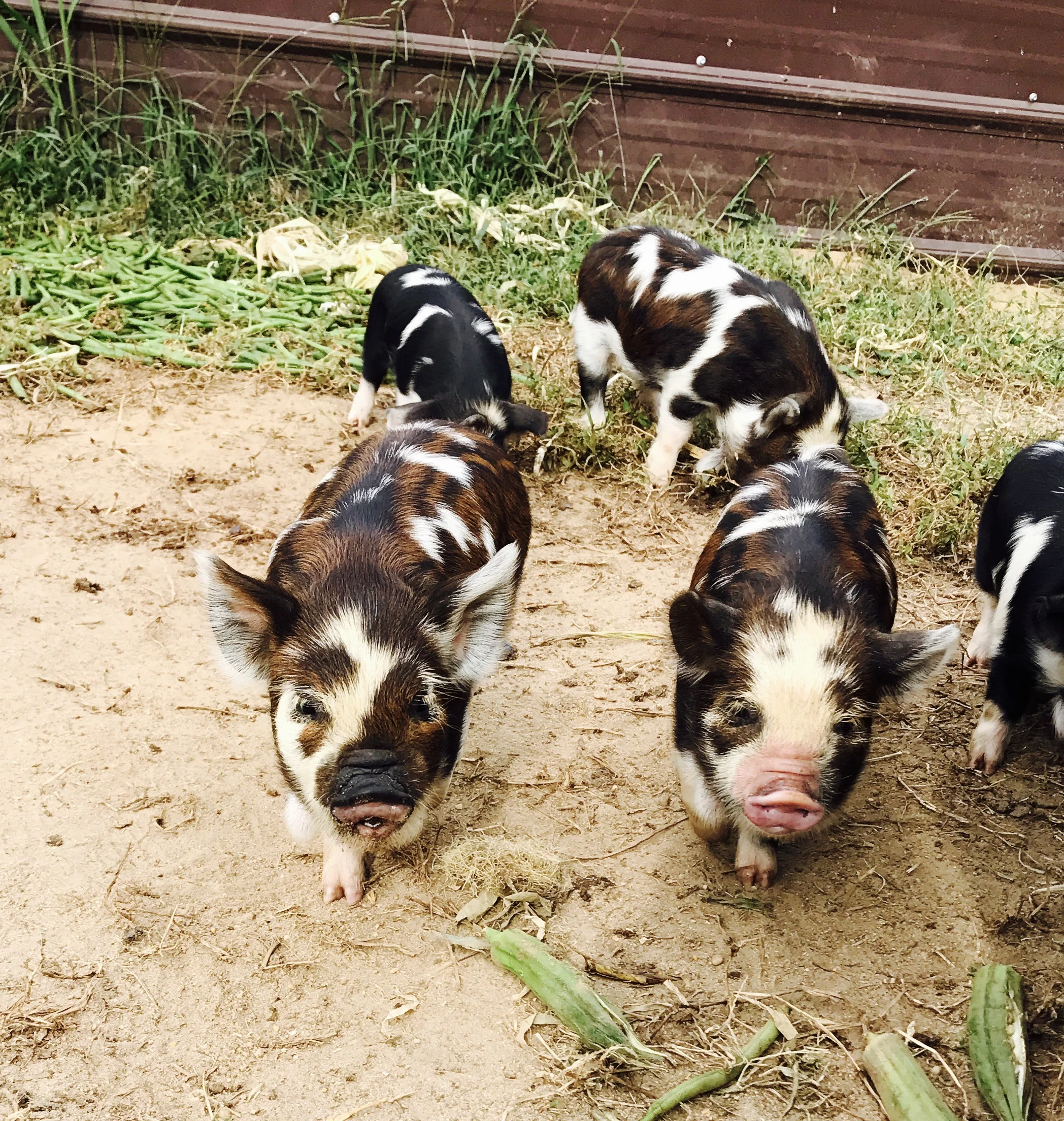 Kunekune Pigs — Aswego Farm