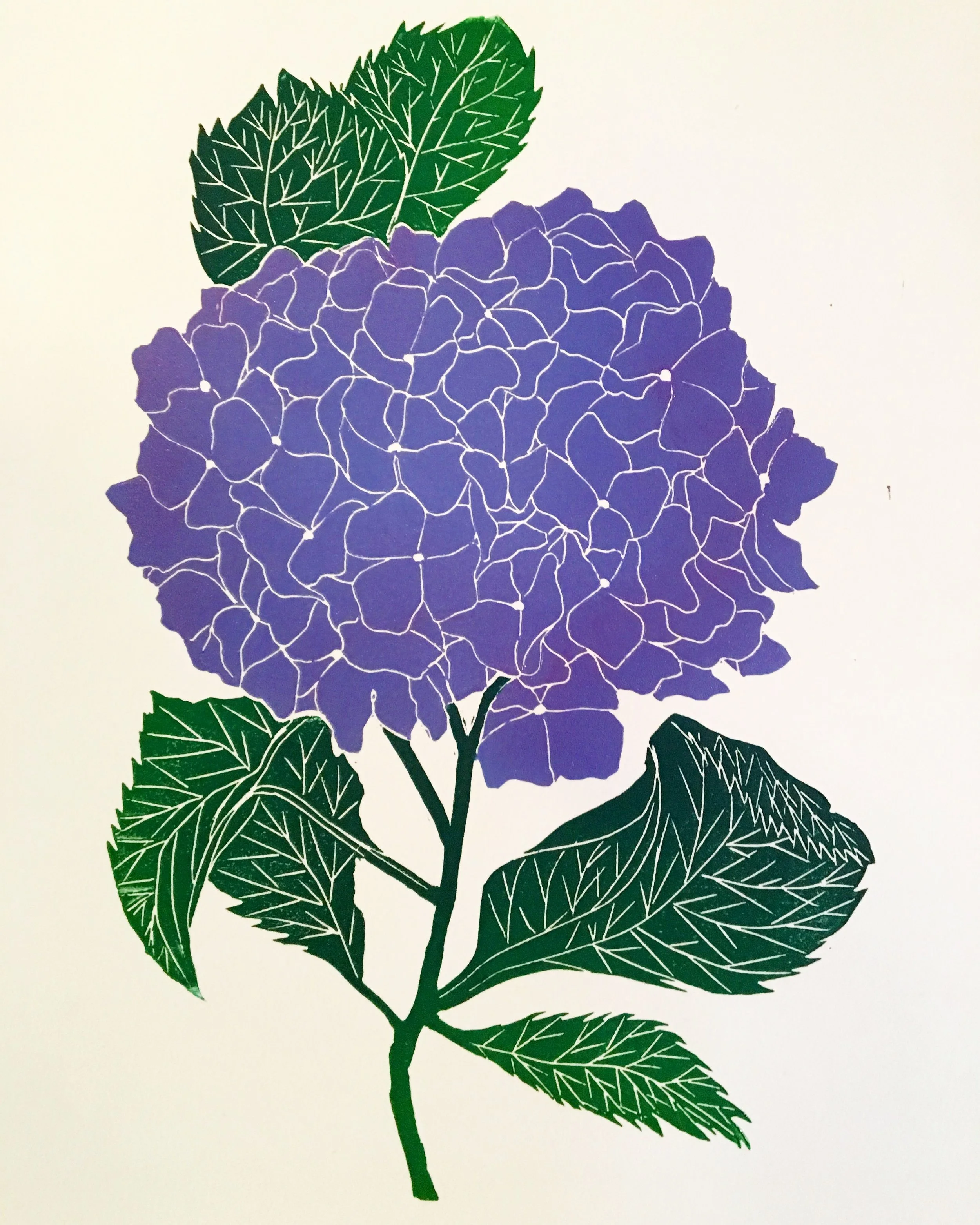 "Hydrangea", 10" x 13", Linocut