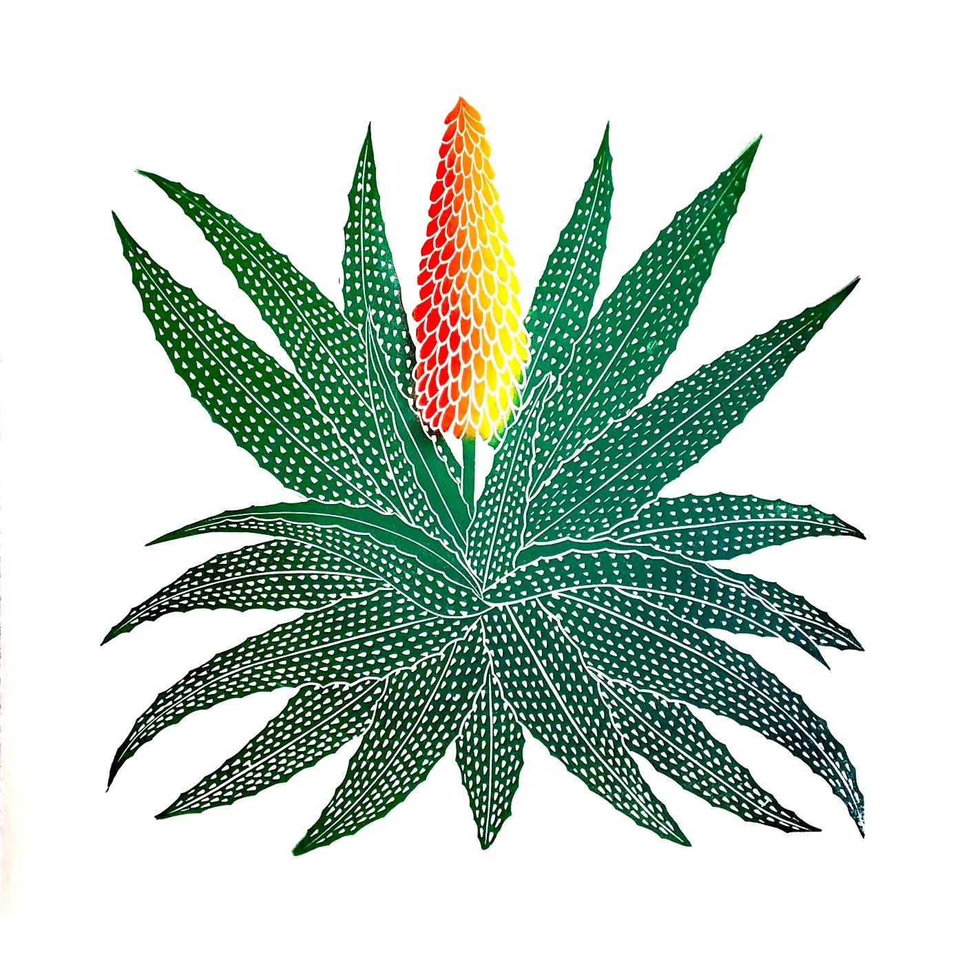 "Super Aloe Ferox", 15" x 15", Linocut 
