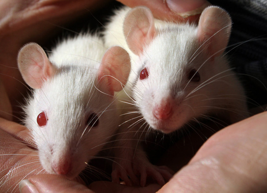 Why do genetically identical mice have different "mouse personalities"? Source: http://vetmed.duhs.duke.edu/