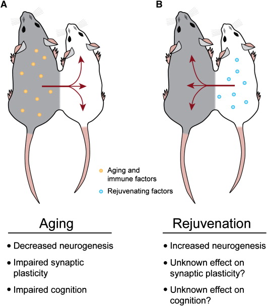 But...but!! No one wants to accelerate aging! What about eternal youth? Source: SA Villedaa & T Wyss-Coraya (2013). The circulatory systemic environment as a modulator of neurogenesis and brain aging. Autoimmunity Reviews 12 (6): 674–677