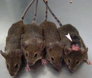 How to tell if a mouse has OCD-like traits? Look at it's grooming. Arrow points to an over-groomed mouse. Source:http://sfari.org/
