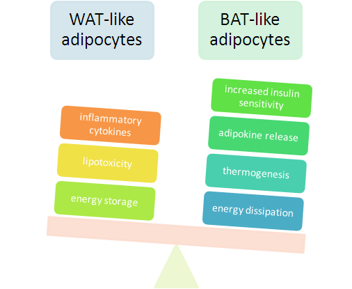 WAT vs BAT: White adipose tissue (white fat) vs Brown adipose tissue (brown fat). Do we have a winner here? Source: suppversity.blogspot.com