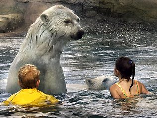 Polar bear swim, anyone? Anyone? Source: theprovince.com