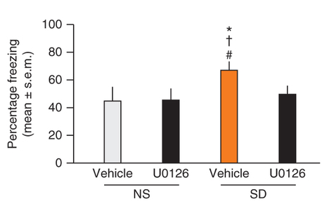 In mice stressed out from social defeat (SD), inhibiting the messenger ERK1/2 with U0126 erased oxytocin's enhancing effect on bad memories. NS: no social defeat.
