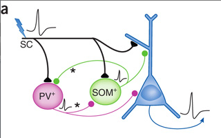 PV and SOM are two types of inhibitory neurons. There are a lot more types. Info transfer is SC->inhibitory; SC->excitatory; inhibitory ->excitatory