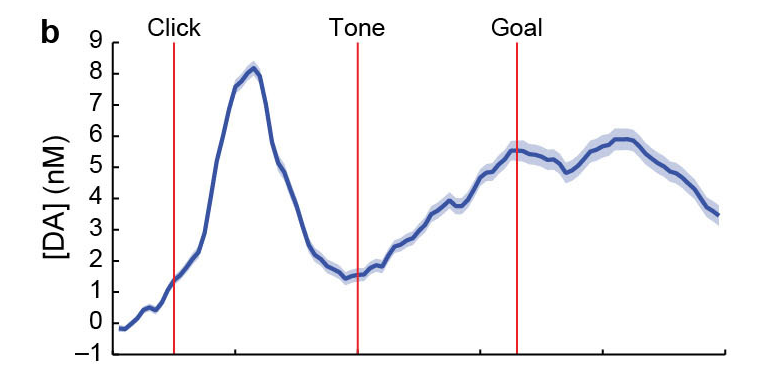 Dopamine spikes right after the cue (click), then gradually ramps up as the rat navigates the maze, terminating when they reach their goal. Source: Extended Fig 4