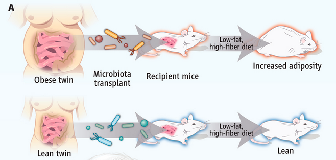 Here's a nifty summary. Source: Science 341 (6150): 1069-1070