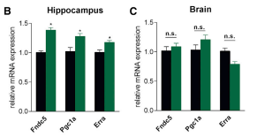 Fndc5 is irisin; Erra is also an exercise-related protein which works with PGF-1alpha to increase gene expression.