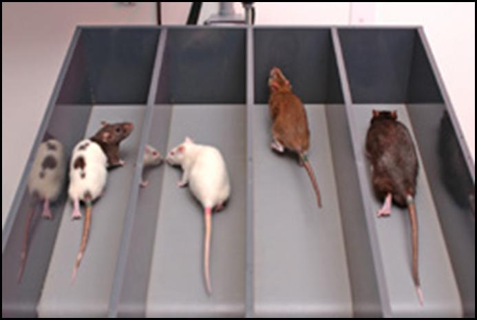 Rats on treadmills. Source: http://healthyurbankitchen.com/