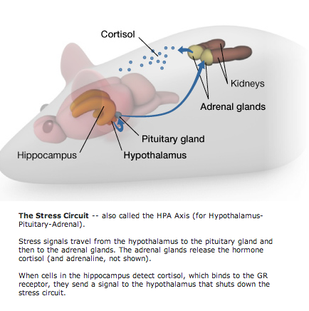 Hippocampal GR negatively regulates the stress response. Source: http://learn.genetics.utah.edu/content/epigenetics/rats/