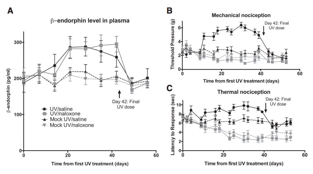 A: UV exposure, with or without naloxone (circle and square) increased b-endorphine levels in the blood. Mock UV did not (triangles). B and C: UV treatment increased pain tolerance (the bump), which disappeared with naloxone treatment (grey squares). Naloxone increases sensitivity to pain (lower threshold and latency) in all mice (grey lines are lowest).
