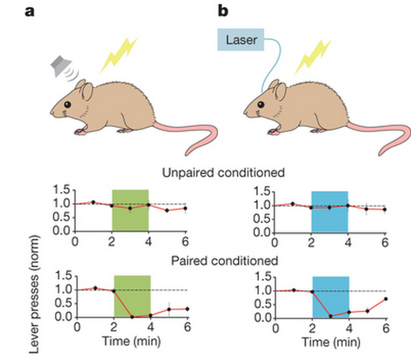 Left (a): classical tone-shock conditioning; Right (b) light-shock conditioning. When the tone and light was NOT simultaneously delivered (unpaired), the animals did not freeze (measured as a decrease in lever presses). When they came together (paired), the rats froze.