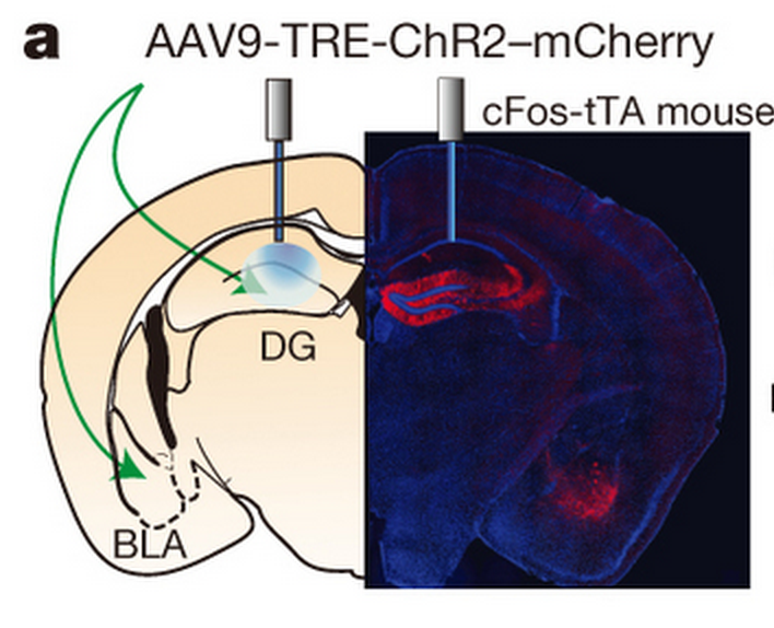 ChR2-labelled neurons in the hippocampus (DG) or amygdala (BLA) are in red.