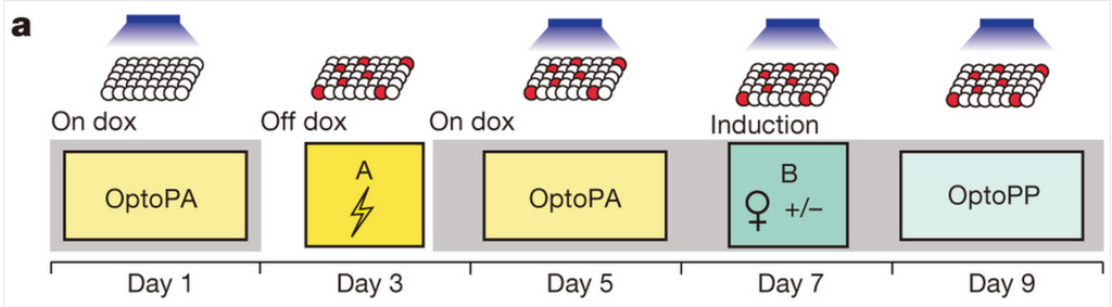 Mice were shocked on Day 3, and active neurons were labelled with ChR2 (red balls). The memory was reactivated with light on Day 5, and again on Day 7 when the mice met their female friends. OptoPA tests for avoidance, while OptoPP tests for preference (how much mice lingered)