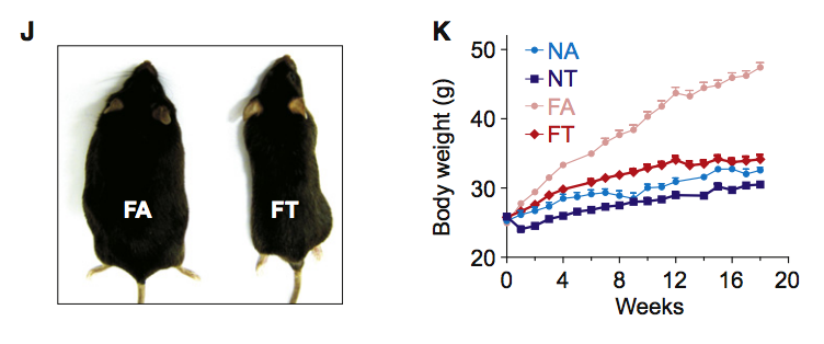 A striking difference. FA: all-you-can-eat, high fat diet. FT: time-restricted, high fat diet. NA: all-you-can-eat, normal chow. NT: time-restricted normal chow.