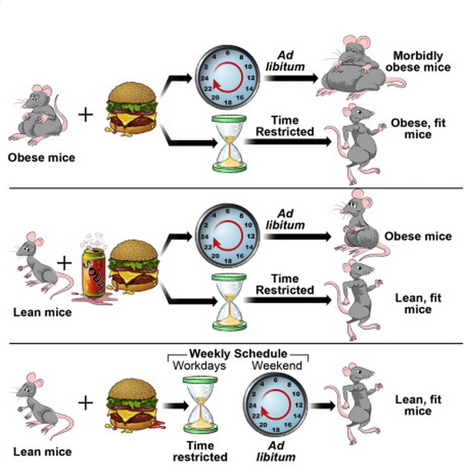 All of the data in a nutshell. "Ad libitum" means all-you-can-eat.