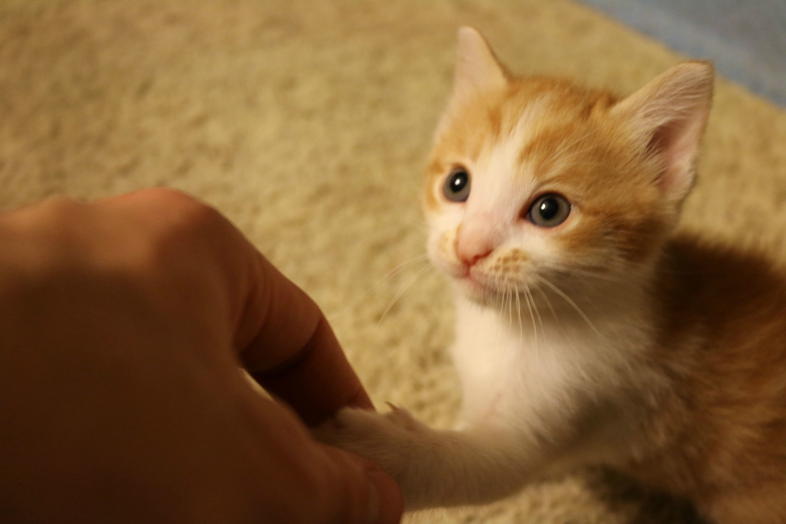 Oh hai! Good to see you again! Image credits: LiftedPrius 