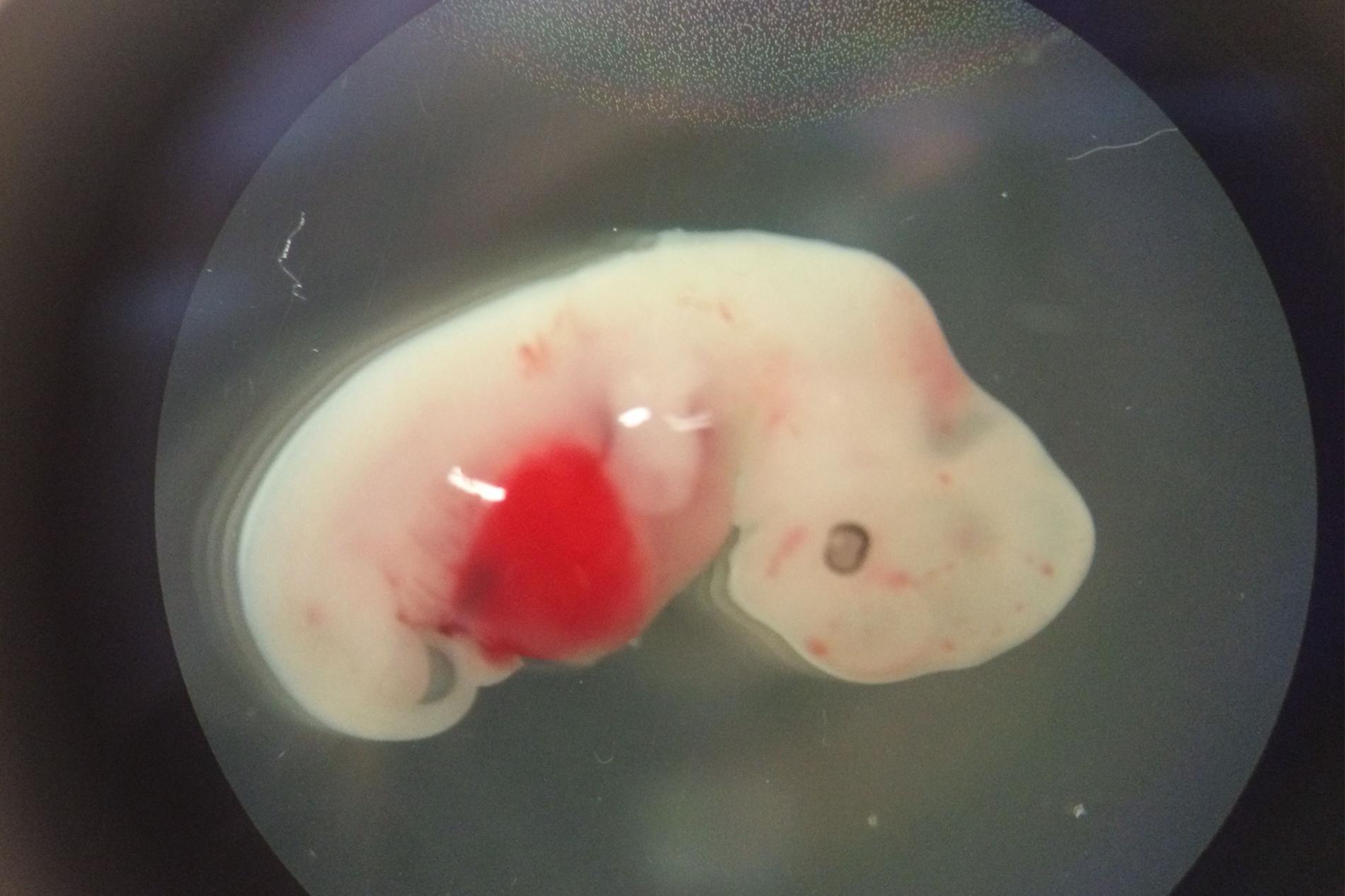 Pig embryo with human cells. Your holy f** image of the day. Credit: Courtesy of Juan Carlos Izpisua Belmonte