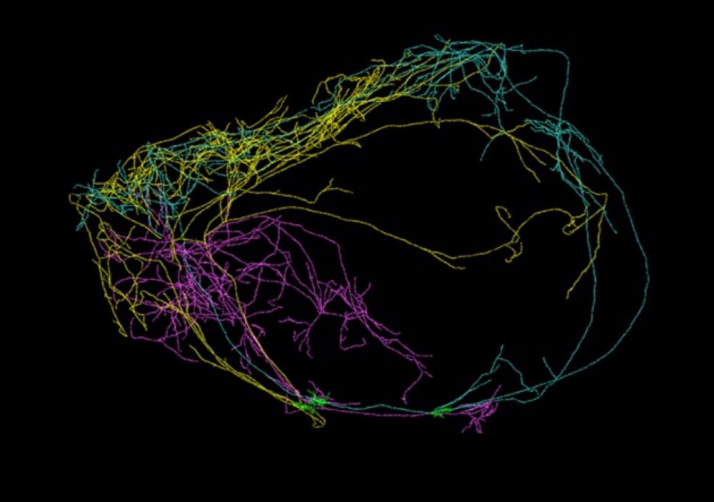 Giant neurons branching across the hemispheres of a mouse brain. Image Credit: Allen Institute for Brain Science