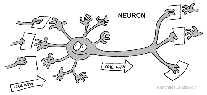 Traditional view of neuron computation: the dendrites passively receive information and shuffles it down the long axon.