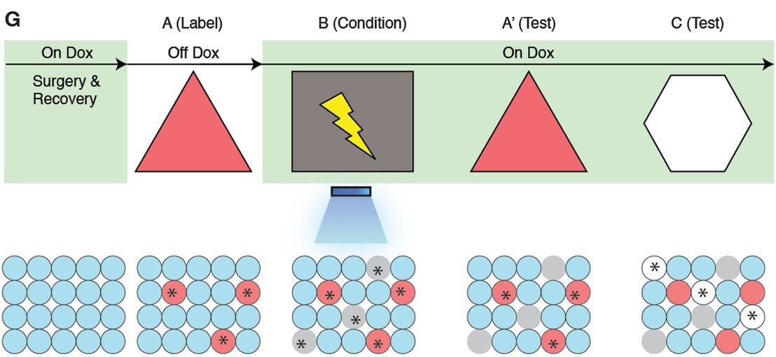 Green shades are when the animal is on the drug. Take the drug away, and some cells (red) becomes labeled with the light-sensitive protein. During fear conditioning in the red triangle room the memory is stored in the red cells (B), not the grey ones that encode for a different place. When scientists shine light on the red cells (B), the memory activates, even when the mouse is in a different room (grey square). Putting the mouse back into the original triangle room (A') also retrieves the memory, whereas putting the mouse into a third room (white hexagon) lables a different population of cells, and the mouse doesn't freeze. Ramirez, S., Liu, X., Lin, P., Suh, J., Pignatelli, M., Redondo, R., . . . Tonegawa, S. (2013). Creating a False Memory in the Hippocampus. Science, 341(6144), 387-391. 