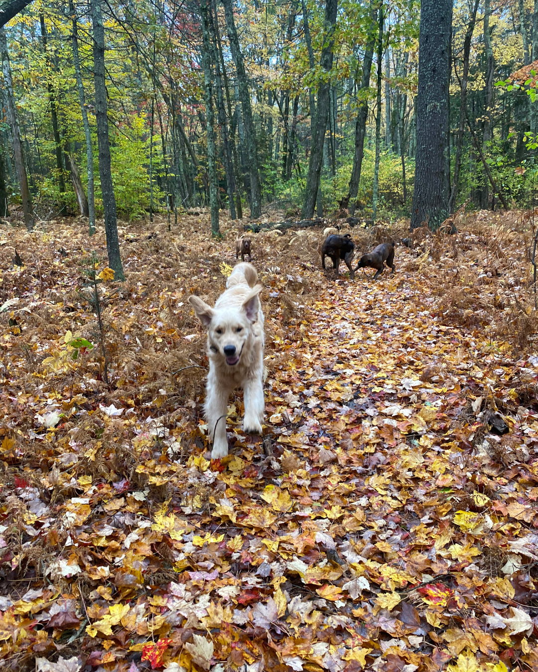 Untitled design (3).png