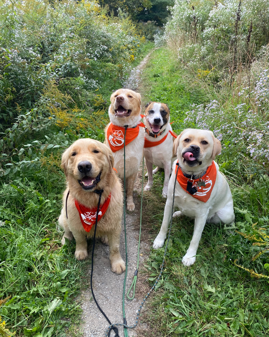 Untitled design (2).png