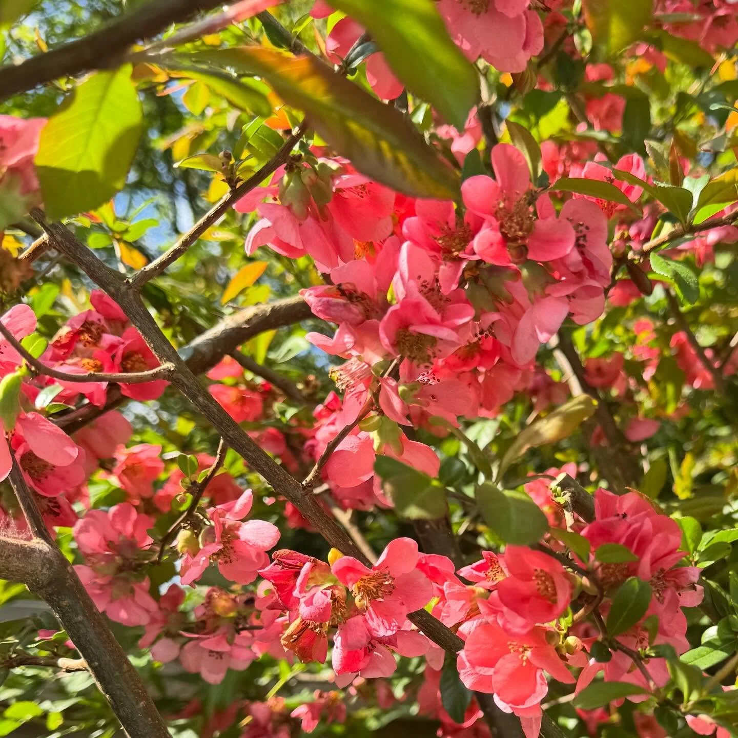 Sitting and chatting with our neighbor (sweet 91 year grandmother) about the beautiful Chaenomeles Japonica aka flowering quince or in German - Zierquitte in the yard which is over 100 years old! 😍 It is the most beautiful flowering tree and it came