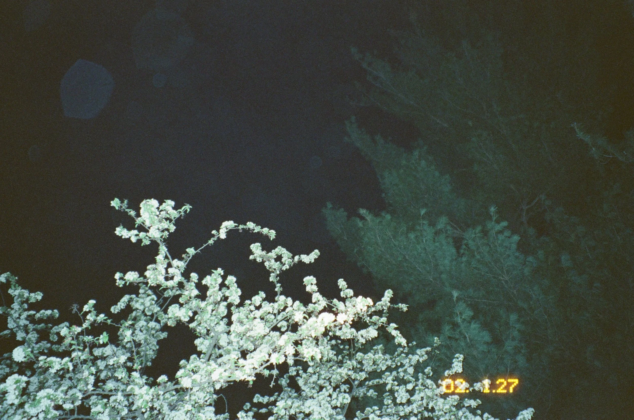 IMG_3204.JPG