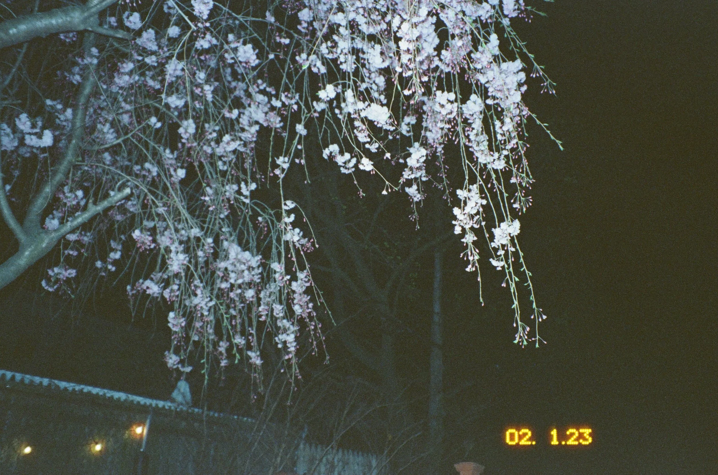 IMG_3198.JPG