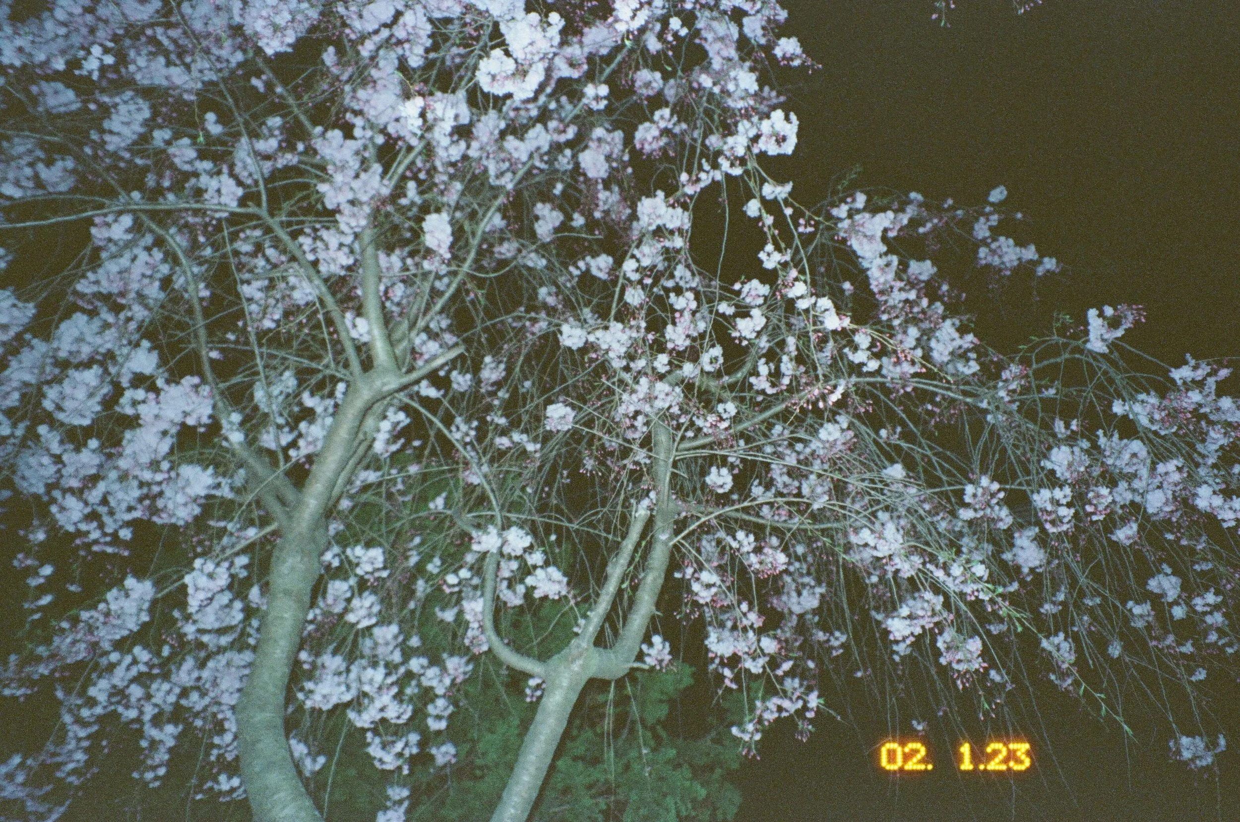 IMG_3196.JPG