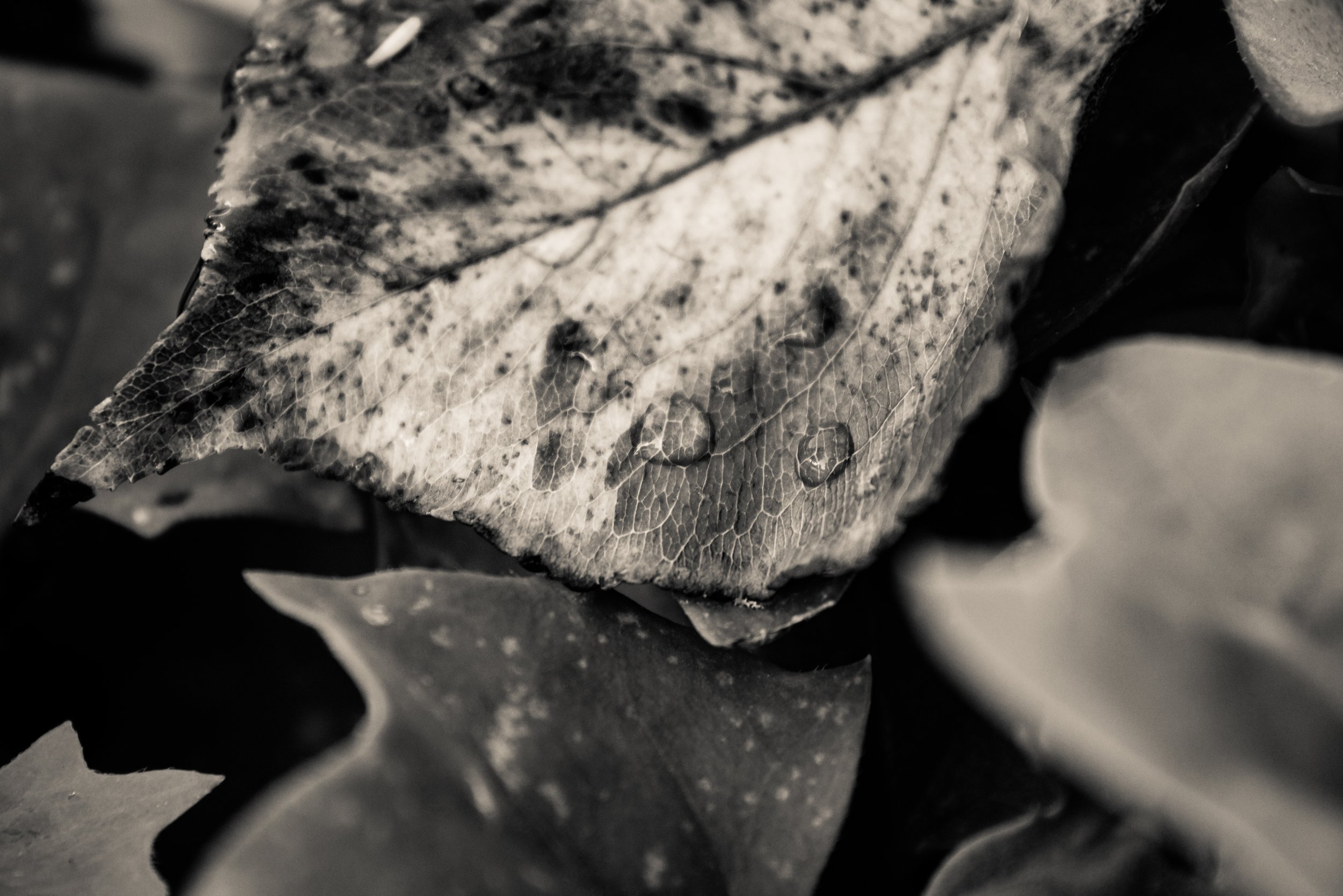 pomeroy-leaf.jpg