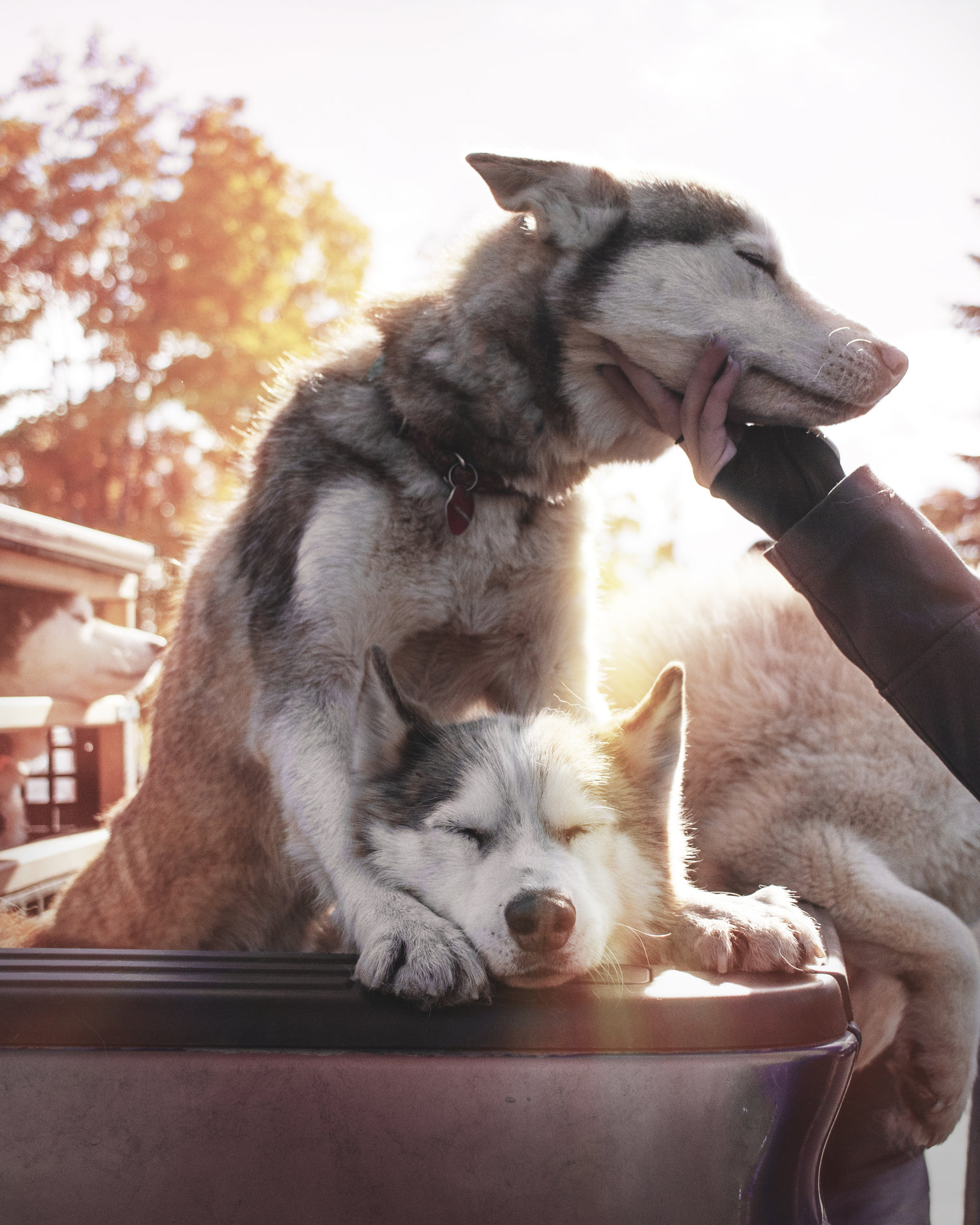 Saving Grace Animal Society Saving Grace Animal Society