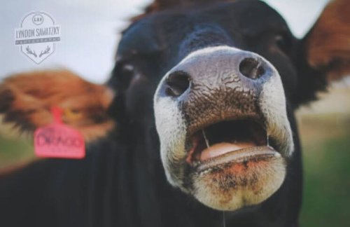 cow.jpeg