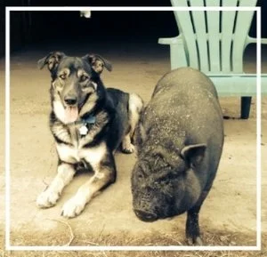 pig.jpg