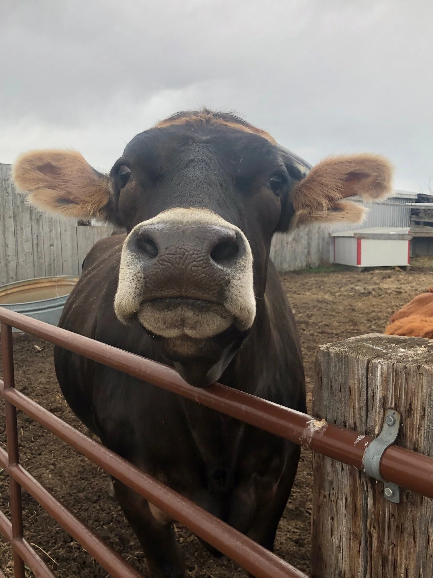 WINTER SPONSORSHIP * BOVINES*