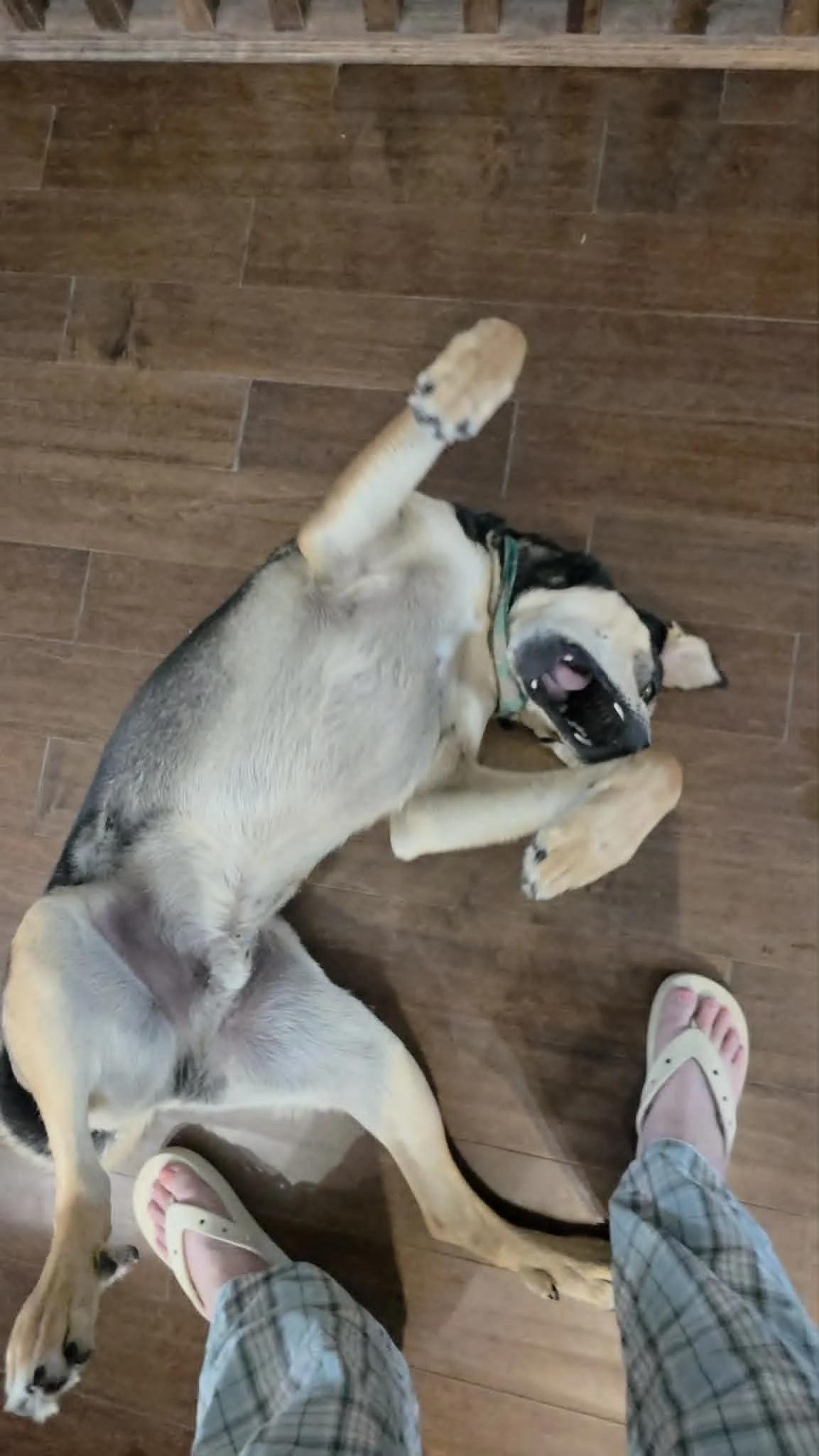 buddy5.jpg