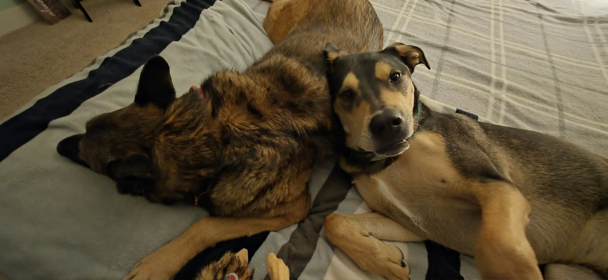 buddy6.jpg