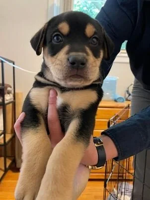 buddy puppy.jpeg